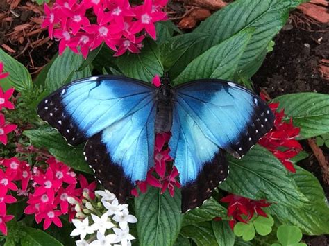 The Original Mackinac Island Butterfly House & Insect World, Mackinac ...