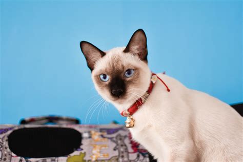 Siamese Cat Personality: 5 Unique (and Entertaining!) Traits - MOOKNOW CAT