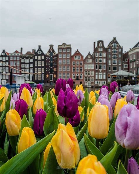 Tulips! 🌷😍 ~ Amsterdam, #netherlands🇳🇱 ~ 📸 Phot | Beautiful flowers, Tulips, Beautiful places in ...