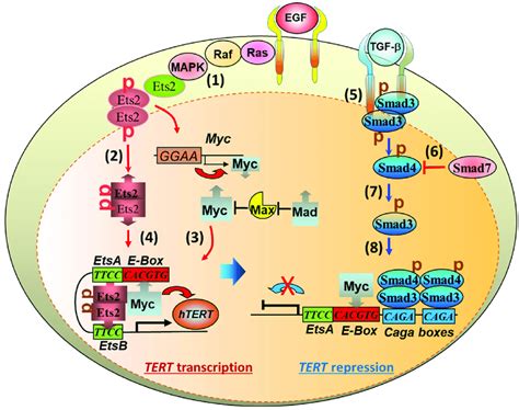 Intracellular signalling pathways of growth factors to the... | Download Scientific Diagram