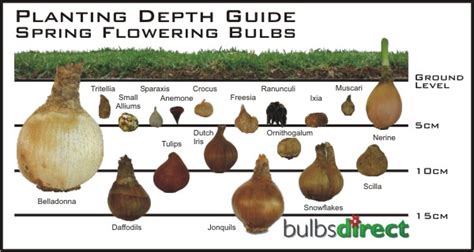 Bulbs Direct - Growing Notes