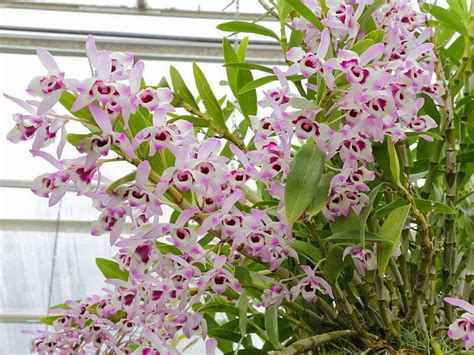 Sinh Vật Cảnh: Lan Dendrobium