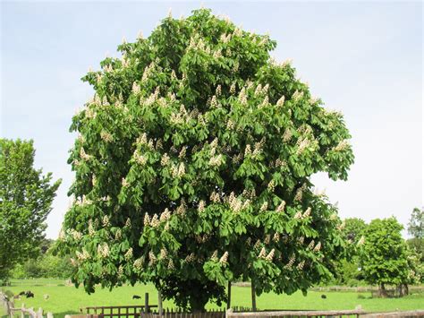 blooming chestnut tree Free Photo Download | FreeImages