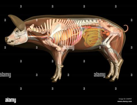 Pig anatomy skeleton bones hi-res stock photography and images - Alamy