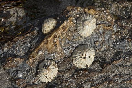 Common Limpet Edible Species Sea Snail Editorial Stock Photo - Stock Image | Shutterstock