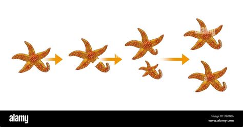 Starfish Reproduction