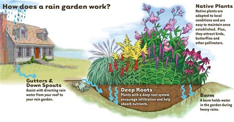 Rain Gardens - WARREN CO SWCD