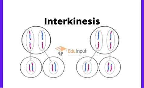 Stages and Significance of Meiosis II | What happens in Meiosis II?