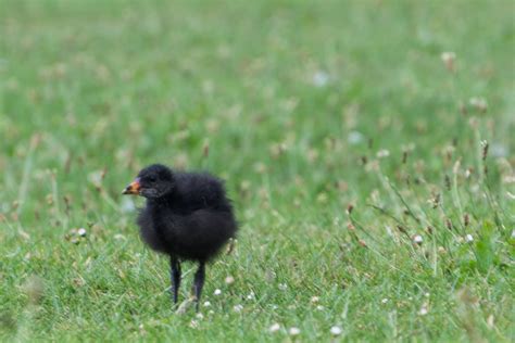 Moorhen Chicks - Photography by Mark Seton