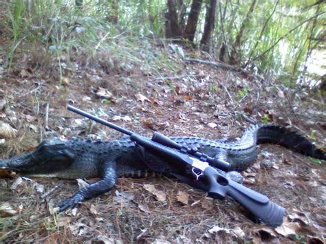 South Carolina alligator hunting Archives - South Carolina, Cypress Creek Hunting Lodge