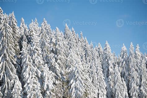 pine tree forest background covered with fresh snow 11272928 Stock ...