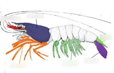 Decapod Anatomy (Unit 6) (By: Alex Rose) Diagram | Quizlet