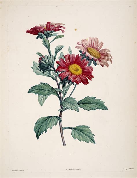 Biodiversity Heritage Library: Book of the Week: Botanical Illustrations