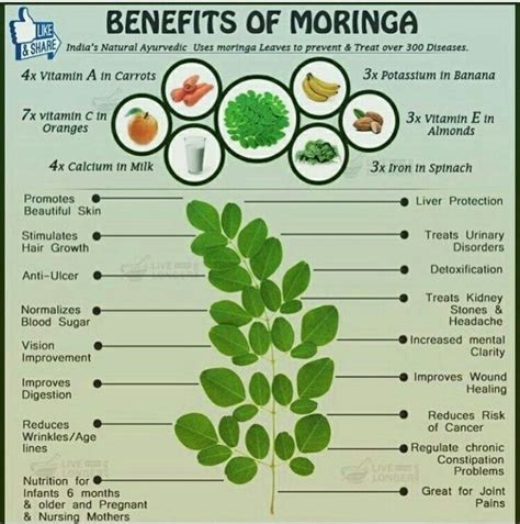 Pin by Gwen Henderson on My Natural State | Moringa benefits, Moringa, Herbalism