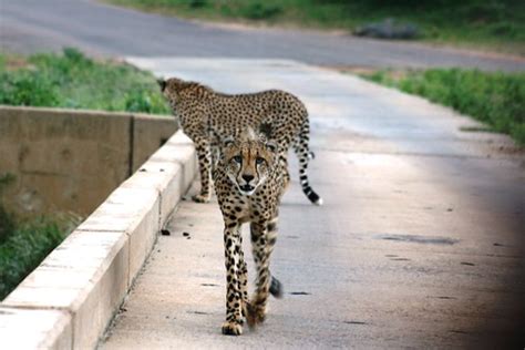Kruger National Park, South Africa | Kruger National Park, S… | Flickr