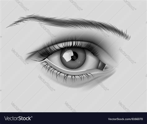 Realistic womens eye Royalty Free Vector Image