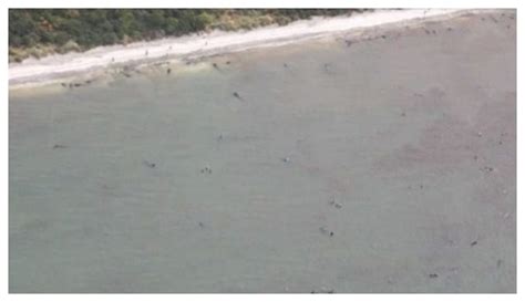 Mass stranding of whales on New Zealand coast — Earth Changes — Sott.net