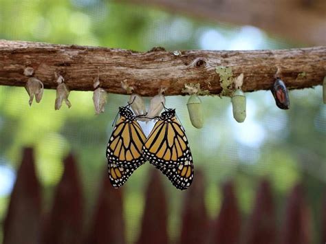 Follow the Stages of the Monarch Butterfly Life Cycle - Birds and Blooms