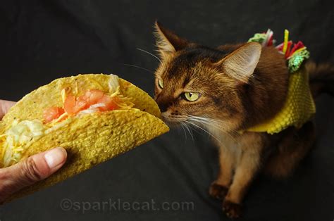 Taco Cat Tuesday (With Tacos) | SparkleCat