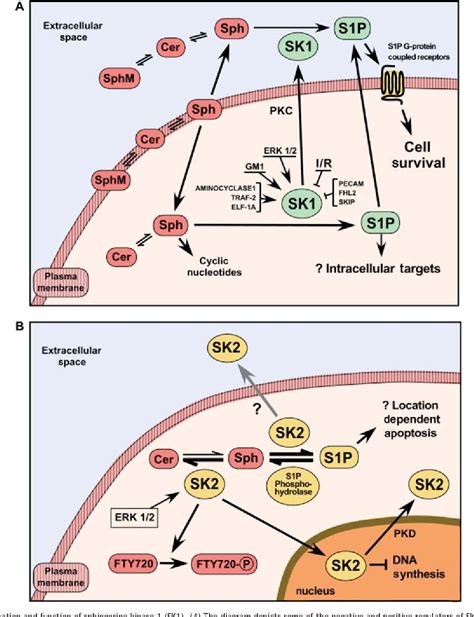 Figure 1 from Sphingosine kinase regulation and cardioprotection ...