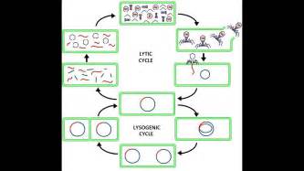 Virus Lysogenic & Lytic Cycle Animation HD 2017 - YouTube