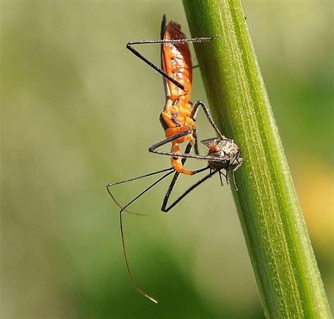 This is an Assassin Bug and its a part of a group of predatory insects ...