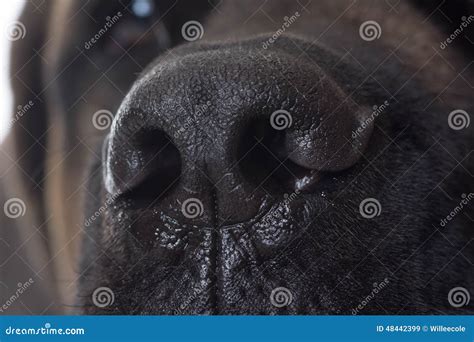 Dog nose close up stock image. Image of canine, assistance - 48442399