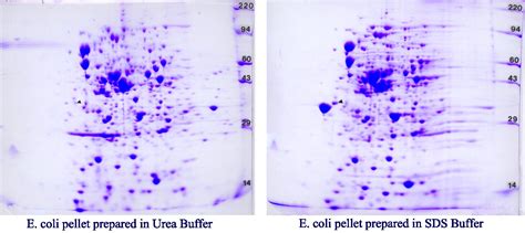 2d Gel Electrophoresis | 2d Protein Gel | Kendrick Labs