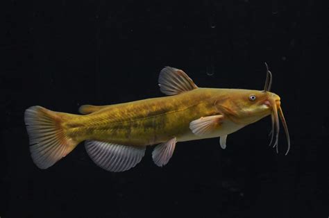 Brown Catfish – Pearson Ecological