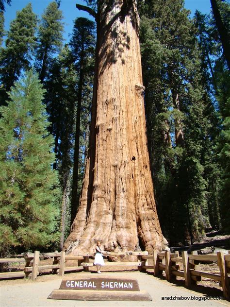 INTERESTING THINGS - Do You Know ??: WORLD's BIGGEST TREE