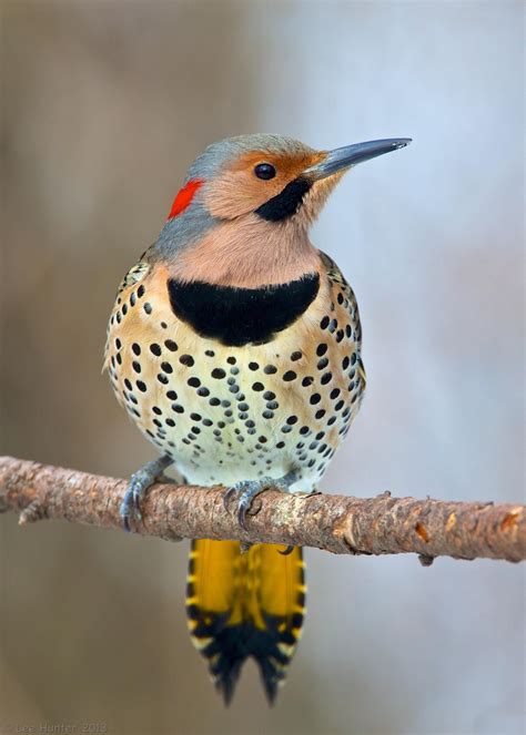 Northern Flicker. One of my favorite birds. Conquer the starlings! You ...