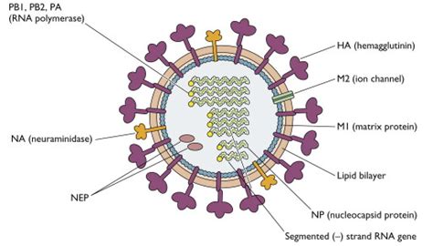 MCQ in Microbiology and Microbiology Class Notes: Influenza Virus ...