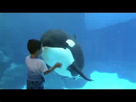 Orca Family Playing with Crowd - YouTube