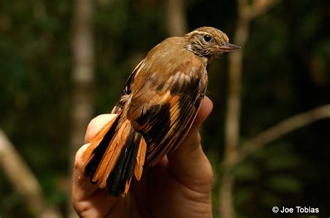 Plain Xenops (genibarbis Group) - eBird