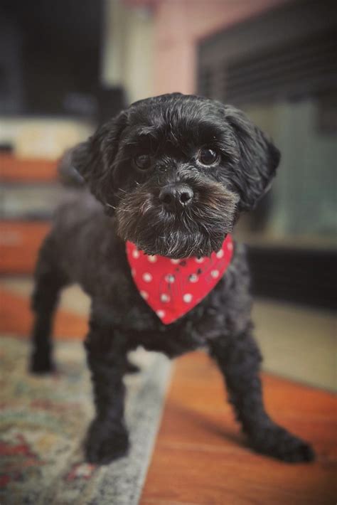 When Is A Shih Poo Full Grown? (Size & Age Fully Grown) | PupTraveller