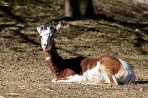 Dama Gazelle, Gazella Dama Mhorr or Mhorr Gazelle is a Species of ...