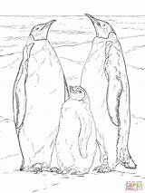 Emperor Penguin Coloring Pages  Fun And Educational For All Ages sketch template