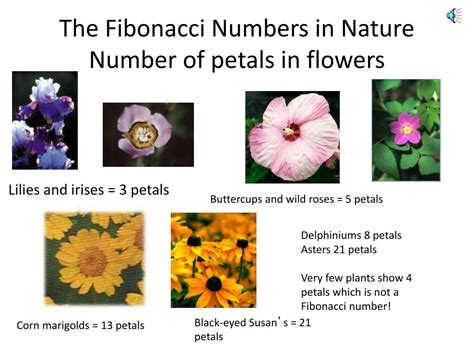 PPT - Discovering Fibonacci PowerPoint Presentation, free download - ID:2056693