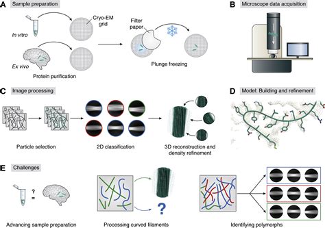 Challenges in sample preparation and structure determination of amyloids by cryo-EM - Journal of ...