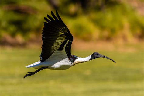 Perth Western Australia Birds - Australia's Wonderful Birds