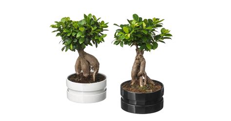 Best Ikea Plants: Succulents, Pots & Planter Stands