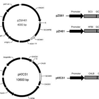 Schematic diagram of plasmid construction and outline of the vector... | Download Scientific Diagram