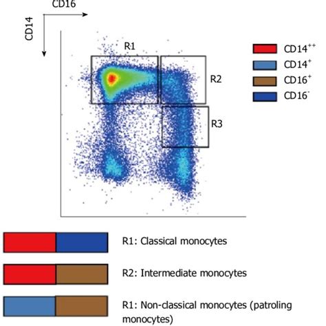 Expression of CD14 ++ and CD16 + cells. | Download Scientific Diagram