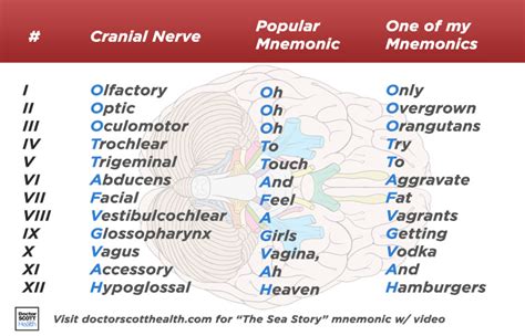 Cranial Nerves Mnemonics | Faculty of Medicine