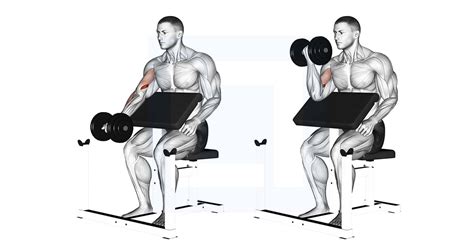 Dumbbell Preacher Curl - Guide, Benefits, and Form