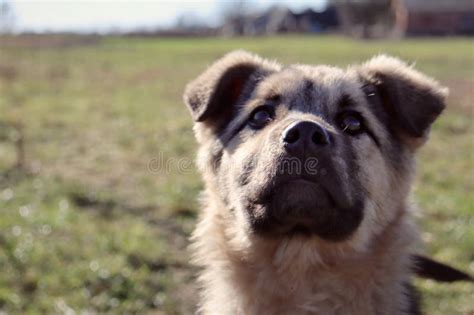 Dog Portrait in Village, Nature Stock Image - Image of village, animal: 269477793