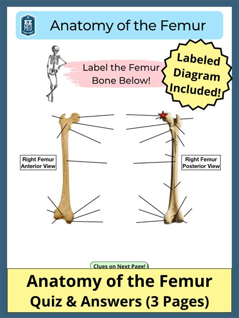 Femur Bone Anatomy PDF: Labeled Diagram, Quiz, Bone Markings and Parts — EZmed