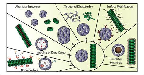 Fabrication of distinct types of viral capsids engineered for various ...