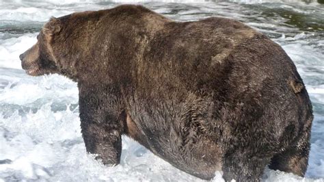 May The Fattest Bear Win: Voting Opens For National Park's Pre-Hibernation Contest : NPR