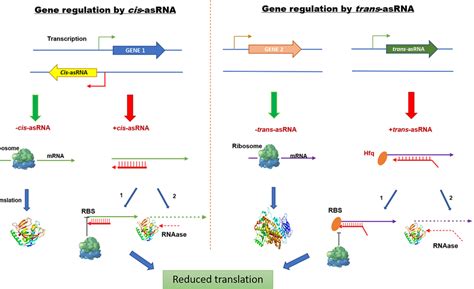 Mechanism of antisense RNA in bacteria. The antisense RNA contains ...